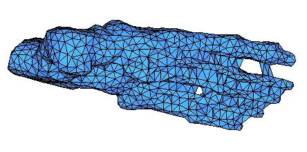 bones-constant.webp