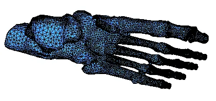 bones-curvature.webp