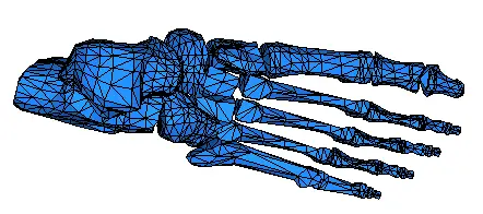 bones.webp